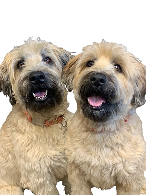 Keely and Kona Malfer