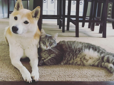 Selling Your Home With a Dog
